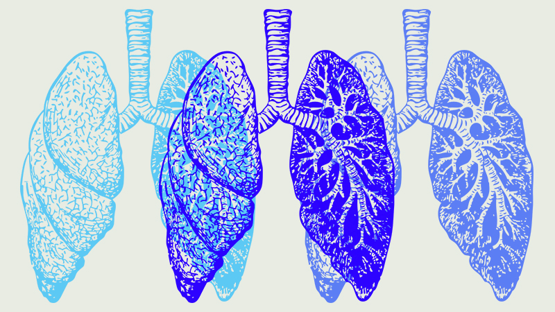 エキナセア　呼吸器　肺　喘息